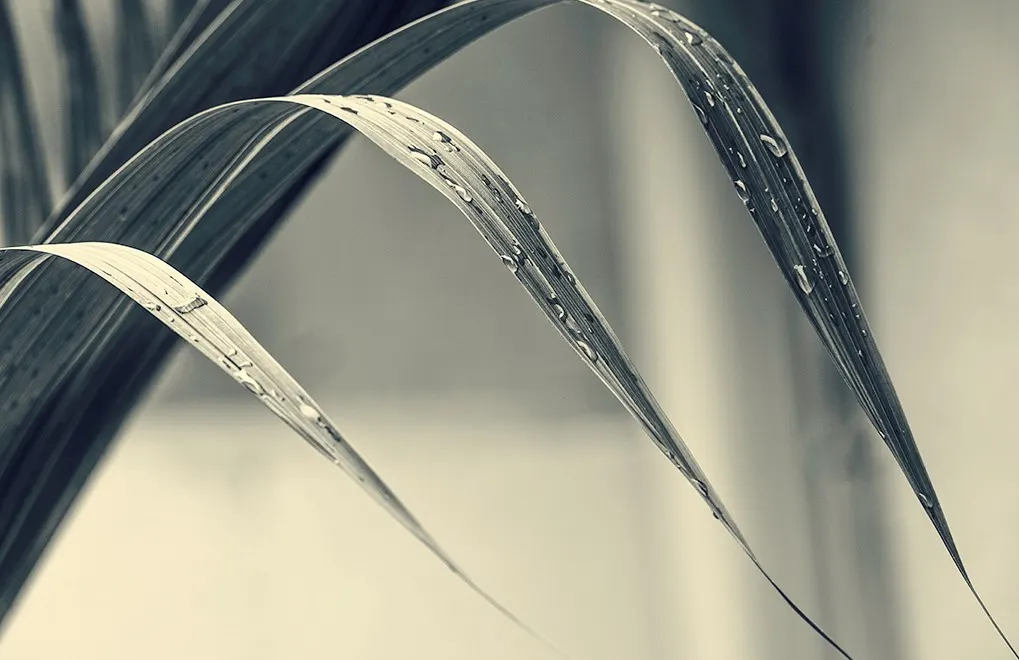 Joel Cohen, “Bottle Palm” (detail), 2019, photograph on archival textured paper